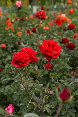 Beautiful red roses against the background of a flower bed.