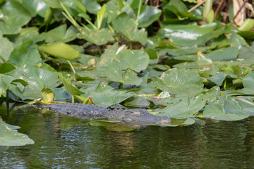 American Alligator in Florida wetland