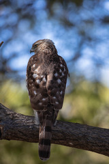 Broad winged Hawk in Florida Wetland
