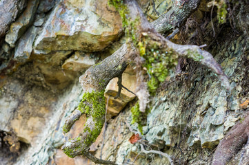 Long green moss covering cracked rocks and tree roots in the forest, selective focus