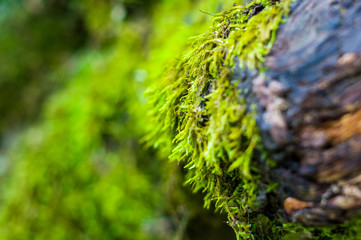 Long green moss covering cracked rocks and tree roots in the forest, selective focus