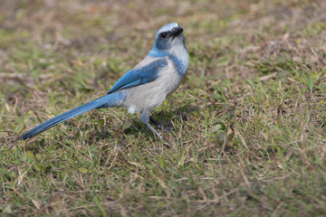 Endangered Florida Scrub Jays near Canaveral National Seashore