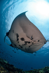 Manta Ray swimming in Indian ocean