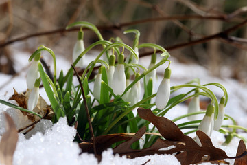 Beautiful early springtime background with flowers in a snow. Blooming first spring flowers snowdrops closeup in a snowy forest.