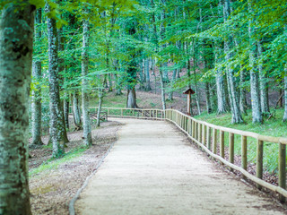 The Umbra Forest, a natural reserve part of Gargano National Park, Apulia, Italy