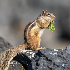  Barbary ground squirrel