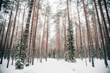 European forest in winter