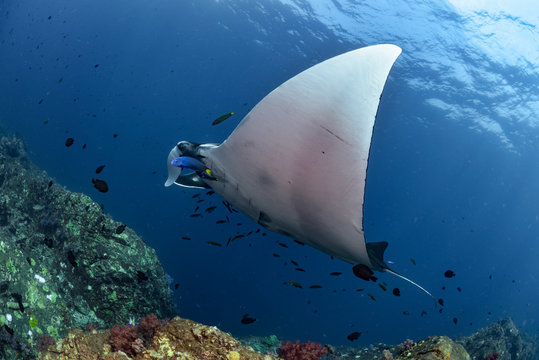Manta Ray
