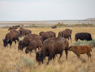 Fototapeta na wymiar Salt Lake City, Antelope Island buffalo reservation, bison heard