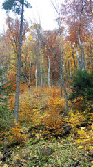 jesienny leśny krajobraz w polsce