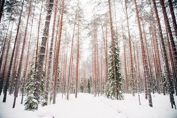 European forest in winter