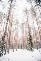 European forest in winter