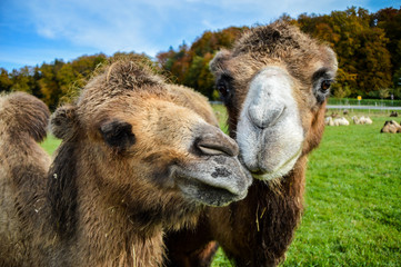 Bavarian Camels, Grub, Germany
