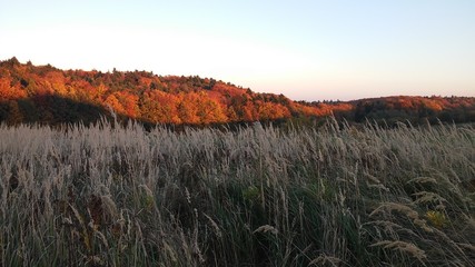 ściana jesiennego lasu wyschnięte trawy i pola oświetlone zachodzącym słońcem © KOLA  STUDIO
