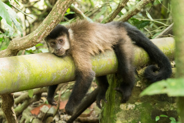 Resting Monkey