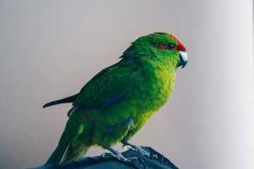 Beautiful green red-fronted Kakariki parrot isolated on gray background. Parakeet