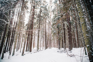 European forest in winter