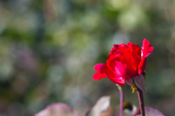 Red Rose flower. Nature. close up, selective focus