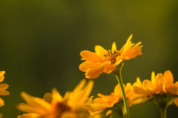 bouquet of bright yellow flowers Heliopsis helianthoides