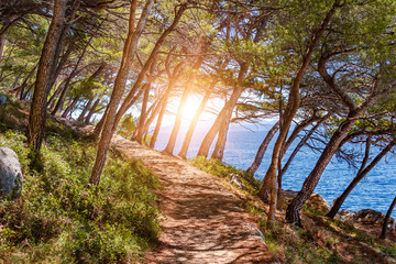 Pine on the shore of the blue sea. Image in autumn colors. Croatia.