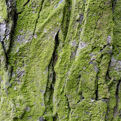 wet bark in harmonic structure