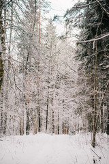 European forest in winter