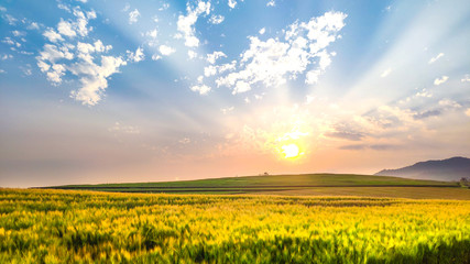 Beautiful sunset in the mountain with blue sky and barley field. The evening nature background with sunlight on summer season.
