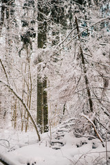 European forest in winter