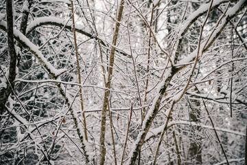 European forest in winter