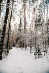 European forest in winter