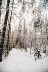 European forest in winter
