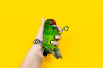 Close up funny green red-fronted Kakariki parrot in womans hand isotated on yellow background. Green parrot