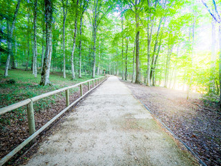 The Umbra Forest, a natural reserve part of Gargano National Park, Apulia, Italy