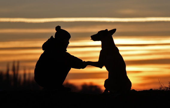 Boy and dog breed Belgian Shepherd Malinois on sunset background