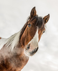 Obraz na płótnie Canvas Fantastic DJ Valentine, American Paint Horse in sunny day in winter. Czech Republic
