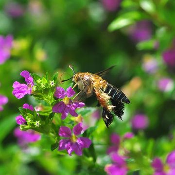 bee on flower