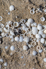 Sand and seashells background