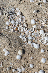Sand and seashells background