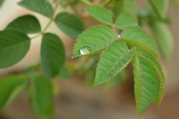 green leaves of a tree