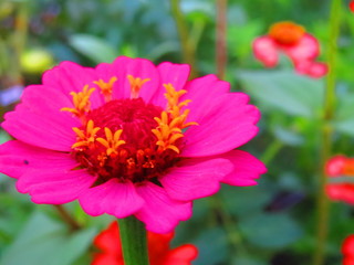 Obraz premium Flowers and plants