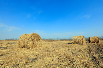 straw roll in the fields