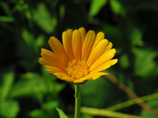  Flowers and plants