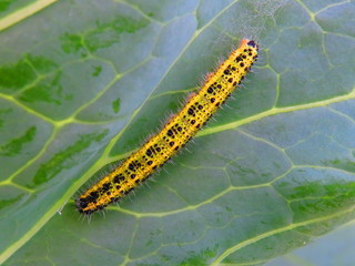 caterpillar on cabbage leaf