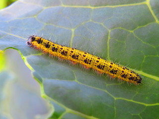 caterpillar on cabbage leaf