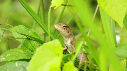 Dragon lizards on a green background