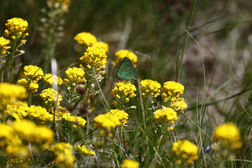 Green Hairstreak Butterfly