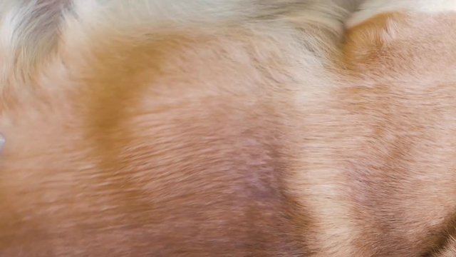 close up of coat shedding of corgi dog, care for dog hair
