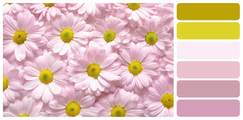 Beautiful chamomile flowers, top view. Color palette