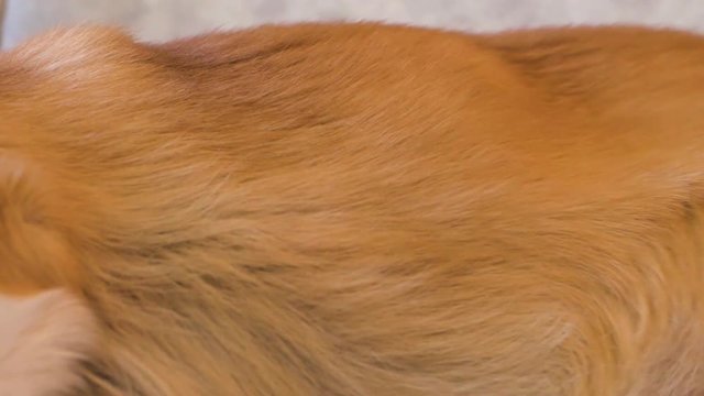 close up of coat shedding of corgi dog, care for dog hair