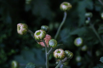 Chrysanthemum Close up at garden